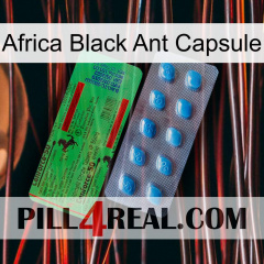 Africa Black Ant Capsule new03